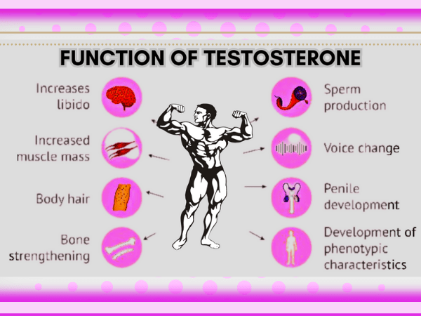 Function of testosterone